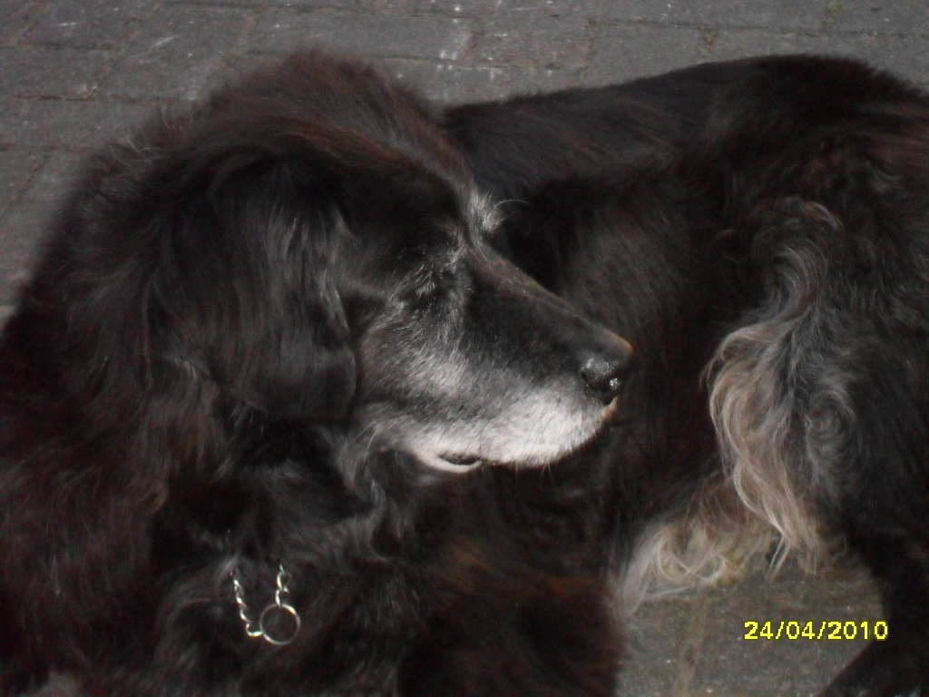 Felix (Berner Sennenhund, Flat Coated Retriever) Berner Sennenhund Flat Coated Retriever 